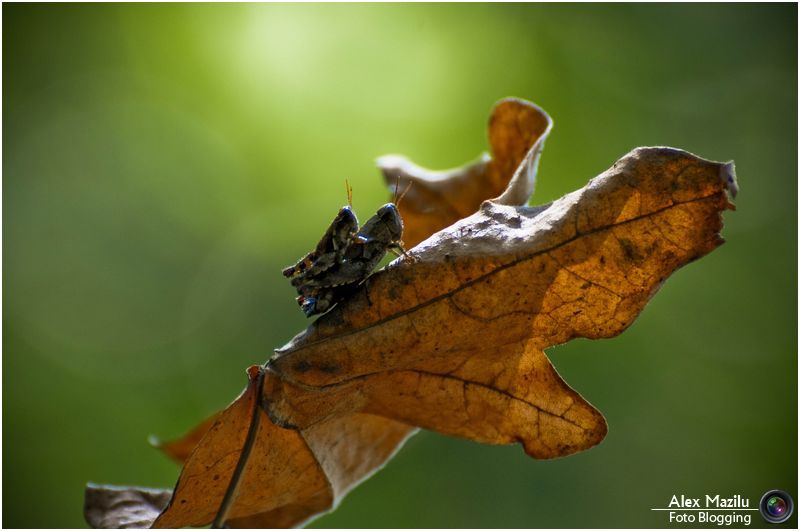 rubrica 25 septembrie