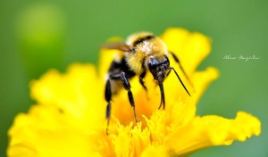 floare 1