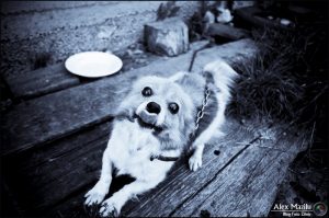 editorial-27-octombrie